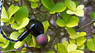 Kiwi Ears Airoso